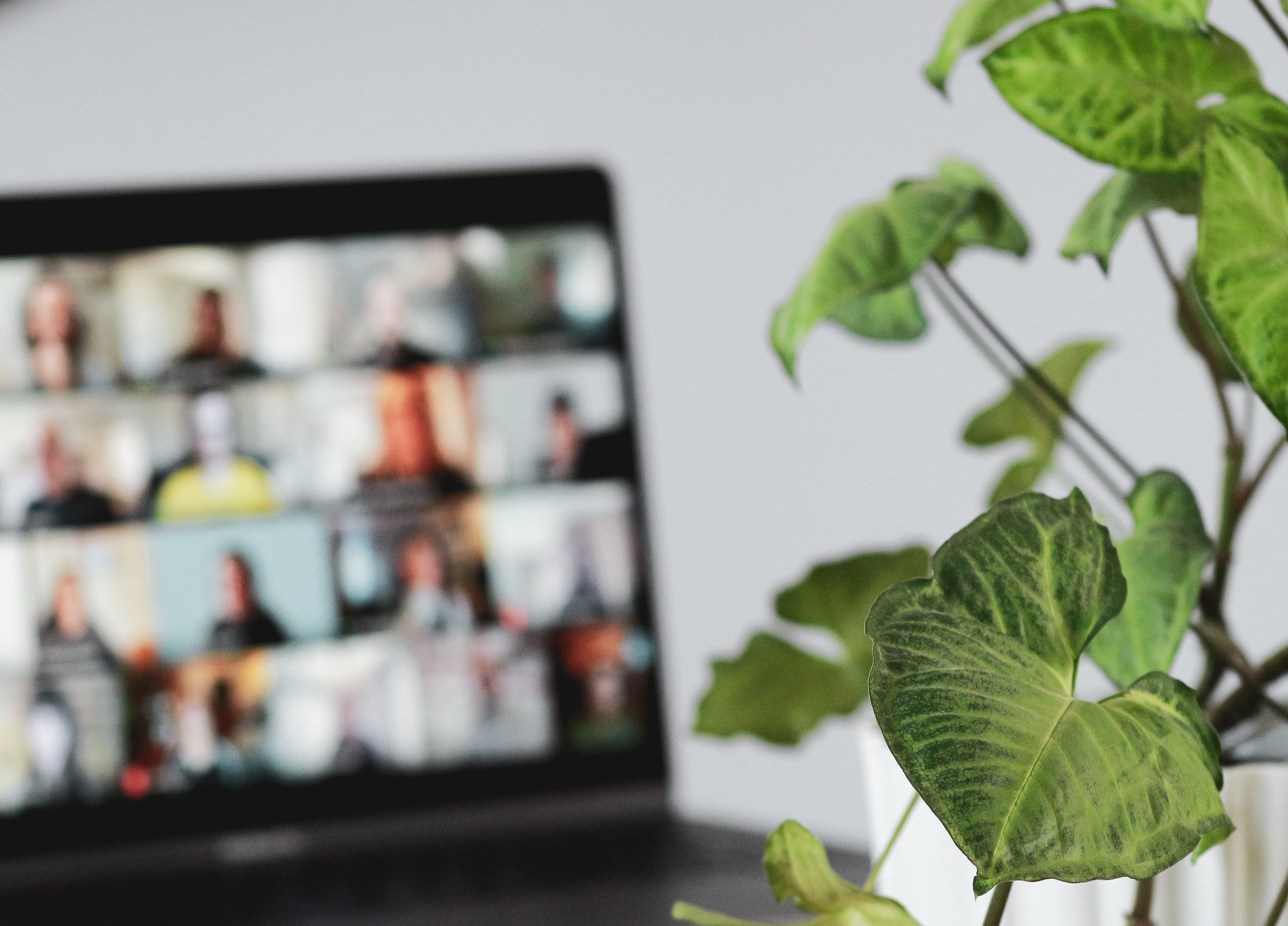笔记本电脑与一大群背景资料在屏幕上,绿色植物在焦点前面